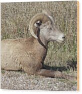 A Young Bighorn Wood Print