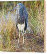 A Young Blue Heron Wood Print
