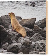 A Young Sea Lion Looking Out On The Ocean Wood Print