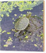 A Young Turtle In A Lake Wood Print