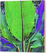 Abstract Banana Plant Wood Print