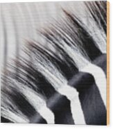 Abstract Closeup Showing The Black And White Striped Mane Of A Z Wood Print