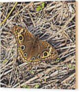 Abstract Common Buckeye Butterfly Wood Print