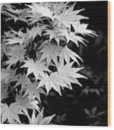 Acer Shirasawanum Jordan Tree Foliage Monochrome Wood Print