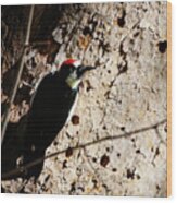 Acorn Woodpecker On Tree Wood Print