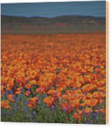 Acres And Acres Of California Poppies 2 Wood Print