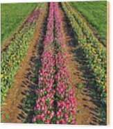 Aerial Rows Of Tulips Wood Print