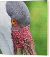 African Crane Close Up Wood Print