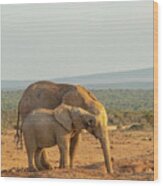 African Elephants, Mother And Son ,  Drinking At Sunset Wood Print