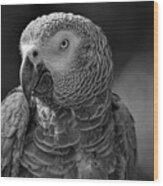 African Grey Parrot In Black And White Wood Print