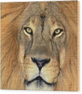 African Lion Portrait Wildlife Rescue Wood Print