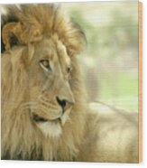 African Male Lion Sits In The Shade With The Rest Of His Pride. Wood Print