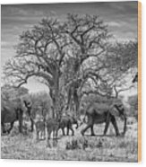 African Wildlife Wood Print