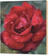 After Rain Beauty Of Dark Red Rose Wood Print