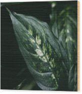 Aglaonema Houseplant Leaves Wood Print