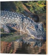 Alligator Reflections Wood Print
