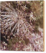 Allium Fireworks Wood Print