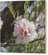 Almond Blossom 2 Wood Print