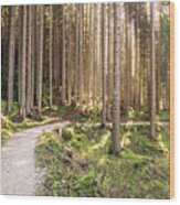 Alpine Forest #6 Wood Print