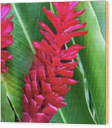 Alpinia Purpurata Or Red Ginger Wood Print