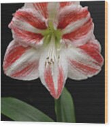 Amaryllis Flower Blooming Wood Print