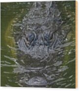 American Alligator Wood Print