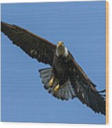 American Bald Eagle 7 Wood Print