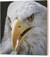 American Bald Eagle Wood Print