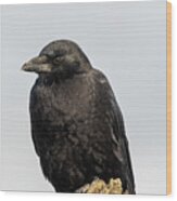 American Crow On Driftwood Wood Print