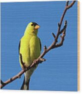 American Goldfinch, Cape Cod Wood Print