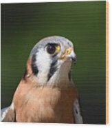 American Kestrel 625 Wood Print