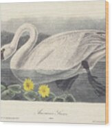 American Swan C. 1840 Wood Print