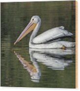 American White Pelican 2736-111520-2 Wood Print