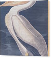 American White Pelican Wood Print