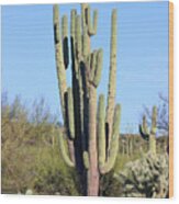 An Arizona Giant Saguaro Cactus Wood Print