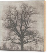 An Oak Tree In Winter Wood Print
