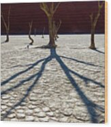 Ancient Acacia Trees Casting Shadows On Cracked Desert Landscape At Deadvlei Wood Print