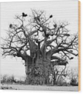 Ancient Baobab Wood Print