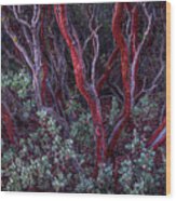 Ancient Manzanita Wood Print