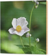 Anemone In White Wood Print