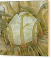 Sea Anemone With Red Wood Print