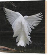 Angel Wings Egret Wood Print
