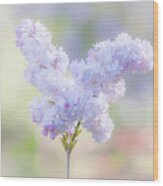 Pastel Lilac Wood Print