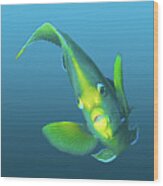 Angelfish - Fish In Motion On Gradient Blue Background - Wood Print