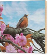 Animal - Bird - First Robin Of Spring Wood Print