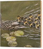 Animal - Ducks - Swim Like A Duck Wood Print