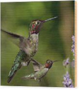Anna's Hummingbirds In Flight Wood Print