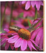 Anole Lizard In Pinks Wood Print