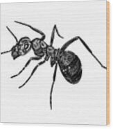 Ant Wood Print