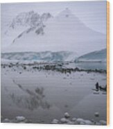 Antarctic Reflections Wood Print